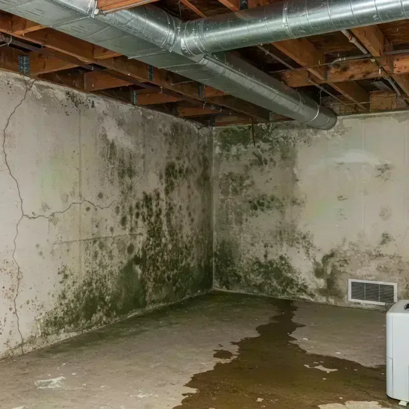 Professional Mold Removal in Wellsburg, WV